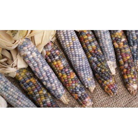 Maíz (Zea mays) 60 ml 
