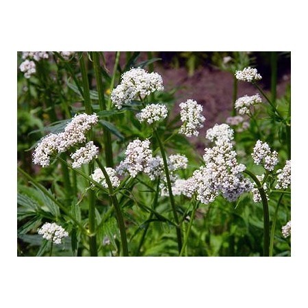 Valeriana (Valeriana officinalis) 60 ml