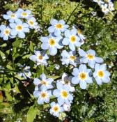 Nomeolvides de Agua (Myosotis palustris) - 12 ml