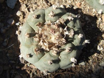 Peyote (Lophophora williamsii) - 60 ml