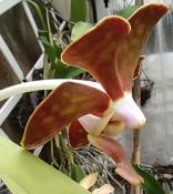 Orquídea de ovario blanco (Vanda brunnea) - 12 ml