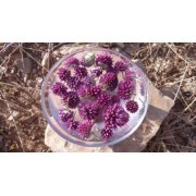 Ajo silvestre (Allium sphaerocephalon) 60 ml