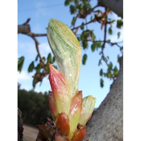 Chestnut Bud (Aesculus hippocastanum) 60 ml