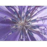 Chicory (Cichorium intybus) 12 ml