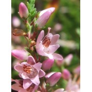 Heather (Calluna vulgaris) 60 ml