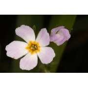 Water Violet (Hottonia palustris) 12 ml