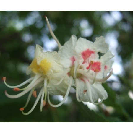 White Chestnut (Aesculus hippocastanum) 60 ml