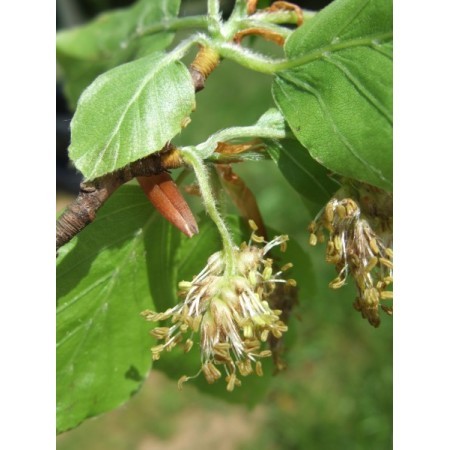 Beech (Fagus sylvatica) 12 ml