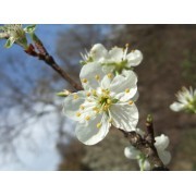 Cherry Plum (Prunus cerasifera) 60 ml