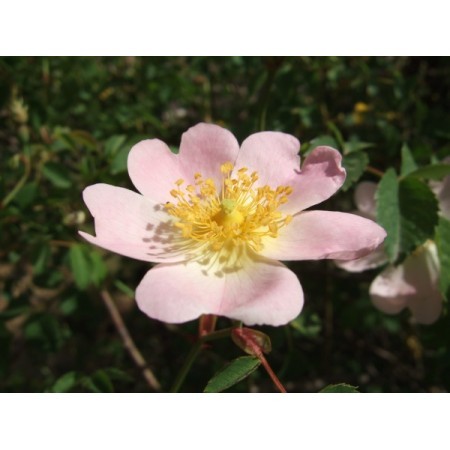 Wild Rose (Rosa canina) 60 ml