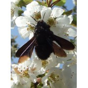 Cerezo-geo (Prunus avium) 12 ml