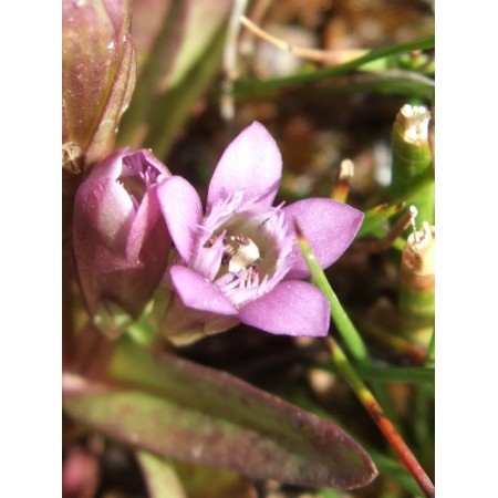 Gentian (Gentianella amarella) 60 ml