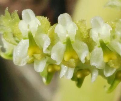 Orquídea Tántrica (Ornithocephalus ecuadoriensis) - 12 ml