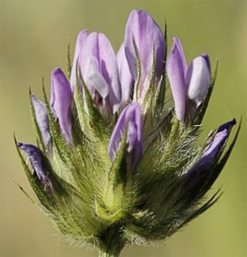 Trébol Hediondo (Bituminaria bituminosa) - 12 ml