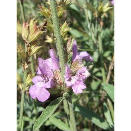 Salvia (Salvia officinalis) 60 ml