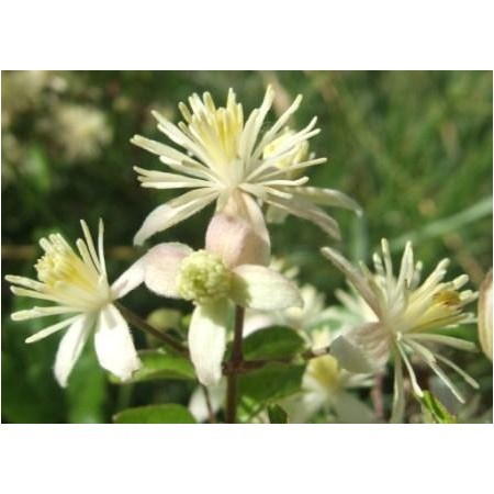 Clematis-5 (Clematis vitalba)  60 ml