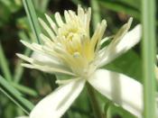 geo-Clematis (Clematis vitalba) - 12 ml