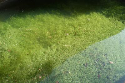 Las Algas de la Cascada - 60 ml