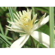 Clematis-4 (Clematis vitalba)  12 ml