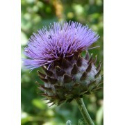 Alcachofa silvestre (Cynara cardunculus) 12 ml 