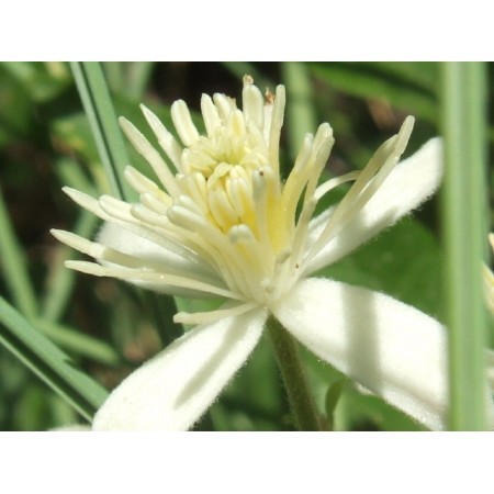 Clematis (Clematis vitalba) 60 ml