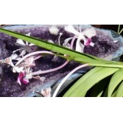 Orquídea de la alegría interior (Vanda tricolor) 60 ml