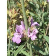Salvia (Salvia officinalis) 60 ml