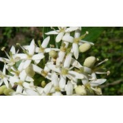 Sanguino (Cornus sanguinea) 12 ml