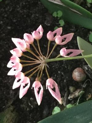 Entender para Amar (Bulbophyllum dentiferum) -12 ml