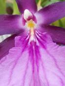 Transmutar para Amar (Miltonia spectabilis var. mooreliana)- 12 ml