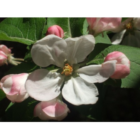 Crab Apple (Malus sylvestris) 60 ml