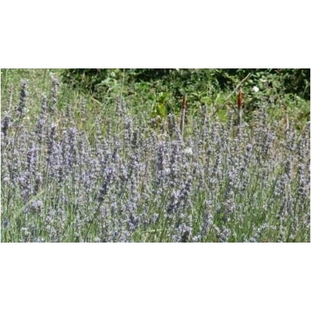 Lavanda (Lavandula angustifolia) 12 ml 