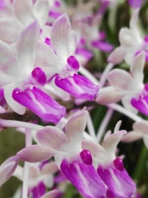Orquídea Cuerpo y Espíritu (Seidenfadenia mitrata) - 60 ml