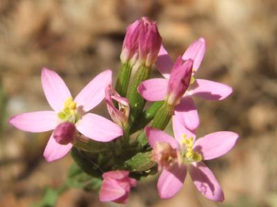 geo-Centaury  (Centaurium erythraea) - 60 ml