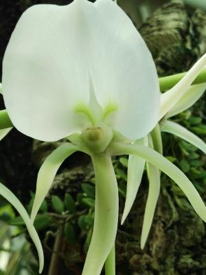 Orquídea de la Maduración (Angraecum eburneum) - 60 ml