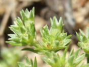 geo-Scleranthus (Scleranthus annua) -  60 ml
