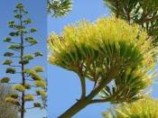 Agave (Agave americana) - 12 ml