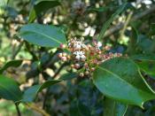 geo-Holly (Ilex aquifolium) - 12 ml 