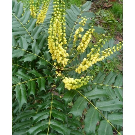 Mahonia (Mahonia aquifolium) 12 ml