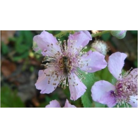 Zarzamora (Rubus ulmifolius) 60 ml