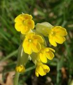 Primula (Primula veris) - 12 ml
