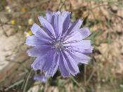 geo-Chicory (Cichorium intybus) - 12 ml