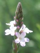 geo-Vervain (Verbena officinalis) -12ml