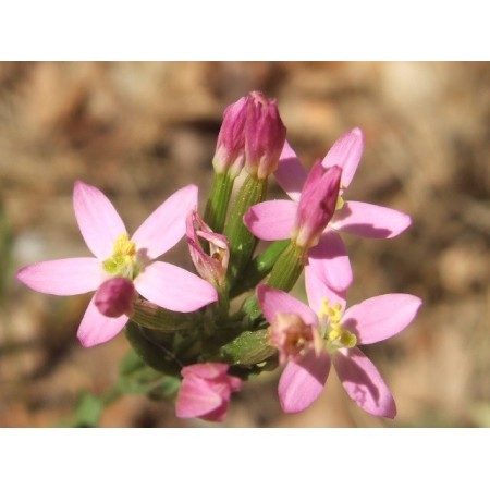 Centaury (Centaurium erythraea) 12 ml