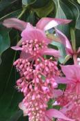 Medinilla (Medinilla magnifica) - 12 ml