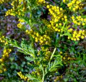Artemisia annua (Artemisia annua) - 12 ml