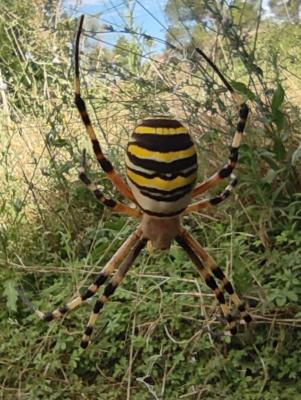 Araña Tigre (Argyope bruenichii) - 12 ml