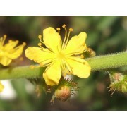 Agrimony (Agrimonia eupatoria) 12 ml