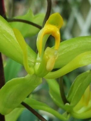 Orquídea calma del Corazón (Cirrhaea saccata) - 60 ml