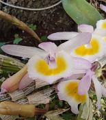 Autoestima para Amar (Dendrobium primulinum) - 60 ml 